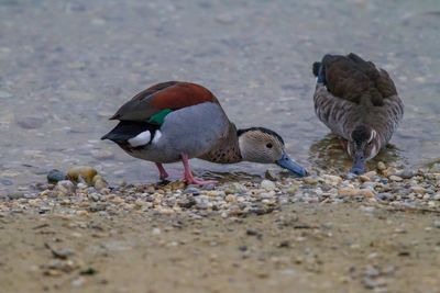 Close-up of birds on sand