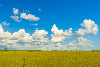 Scenic view of agricultural field against blue sky