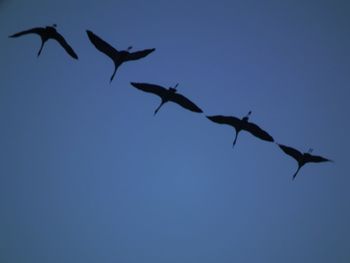 Low angle view of birds flying in sky