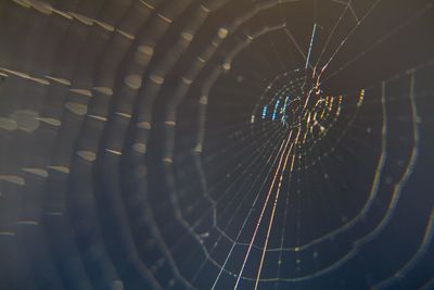 Close-up of spider web