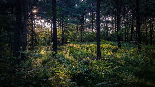 Trees growing in forest