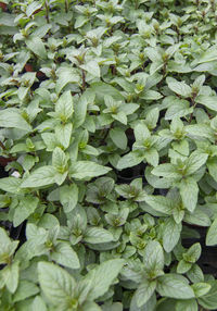 Full frame shot of fresh green leaves