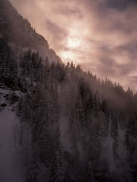 Trees in forest against sky during winter