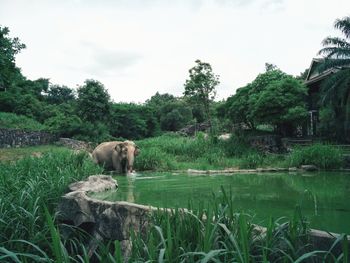 Elephant standing by pond against trees