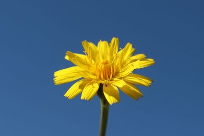 Low angle view of yellow flower against clear blue sky