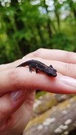 Close-up of hand holding leaf