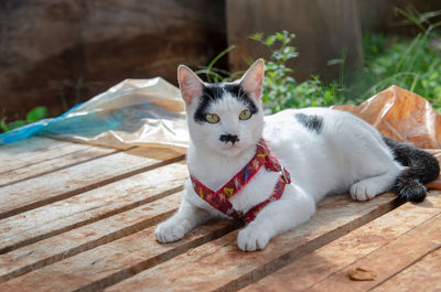 Portrait of a cat