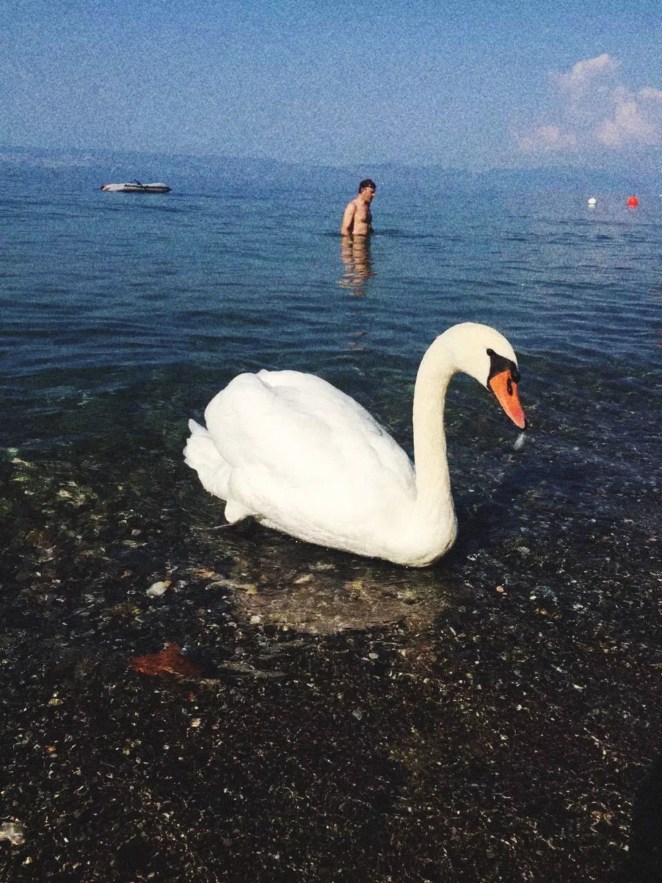 water, bird, animal themes, swan, animals in the wild, one animal, wildlife, lake, swimming, nature, rippled, beauty in nature, waterfront, beak, white color, sea, tranquility, water bird, reflection, outdoors