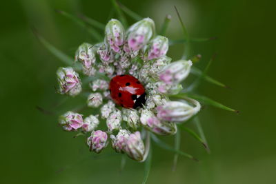 Close-up of insect on pink flower