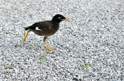 High angle view of bird perching on road