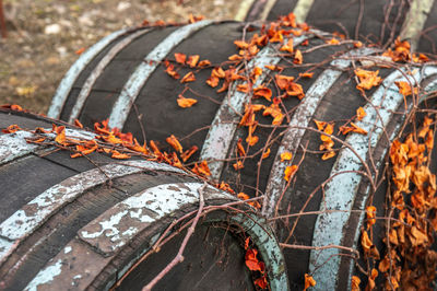 Close-up of autumn leaves on plant