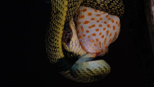 Close-up of snake against black background