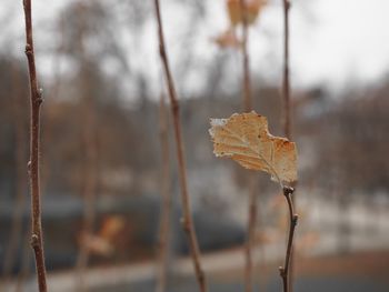 Close-up of dry leaf on plant during winter