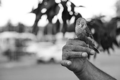 Cropped image of hand holding budgerigar