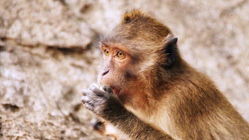 Monkey feeding on food