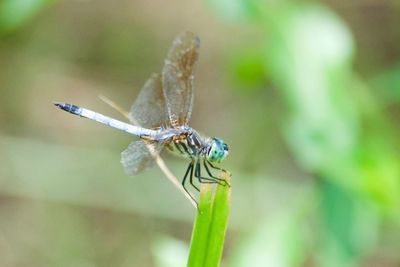 Close-up of dragonfly