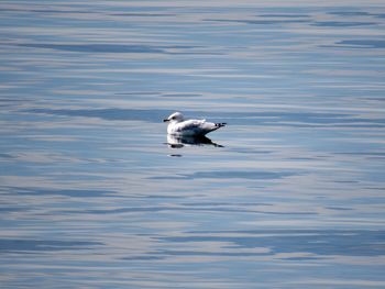 View of birds in water