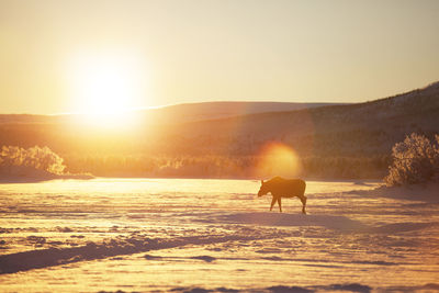 Moose at winter