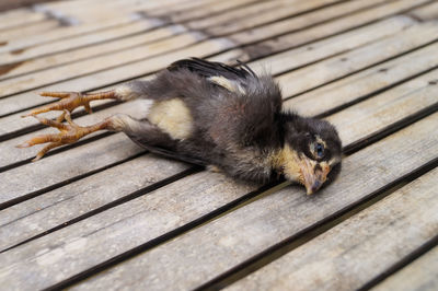 High angle view of death chick