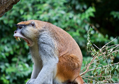 Close-up of monkey on tree