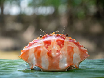 Close-up of red fruit