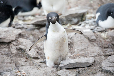 Close-up of penguins on rock