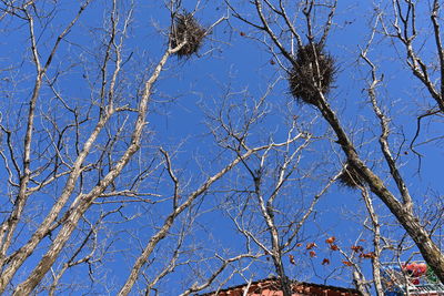 Low angle view of bare trees against blue sky