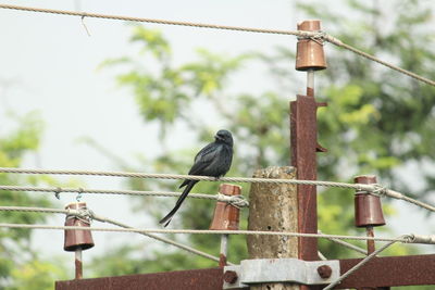 Black drongo bird with two tails sitting on electric line or electric post on the morning