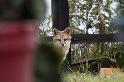 Portrait of cat on tree