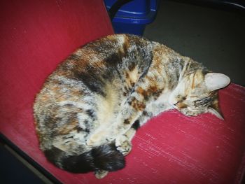 Close-up of cat sleeping