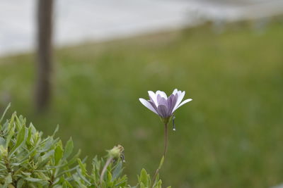 Close-up of purple flowering plant on field