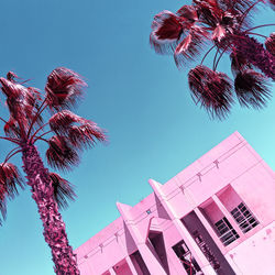 Low angle view of palm tree against building