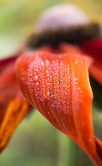 Close-up of orange rose flower