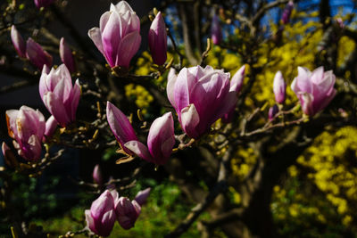 Close-up of pink flowers