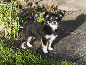 Portrait of dog sitting on grass