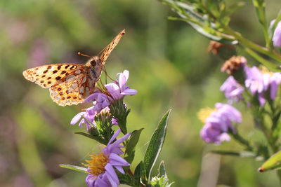 Close-up of butterfly pollinating on purple flower