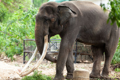 Close-up of elephant in zoo