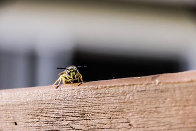 Close-up of bee on wood