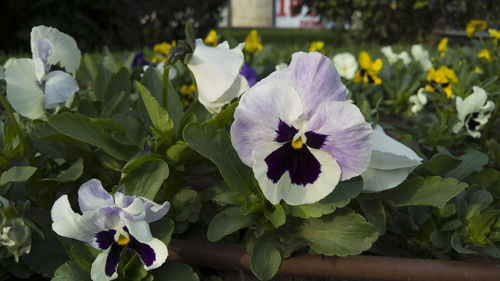 Close-up of purple flowers blooming in park