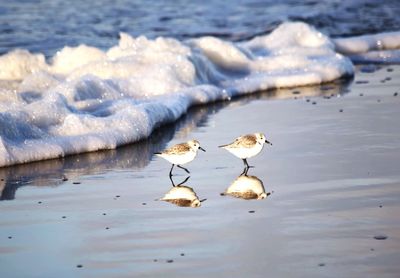 Close-up of birds in lake during winter