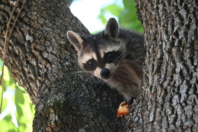 raccoon