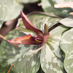 Close-up of wet plant