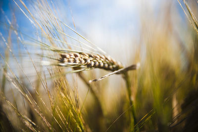 Close-up of stalks in wheat field