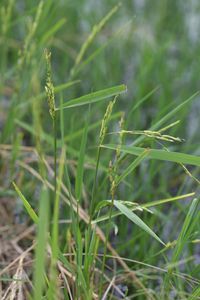 Close-up of insect on grass