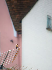 Goldfinch, carduelis carduelis, perched on the antenna against historical buildings in dutch quarter