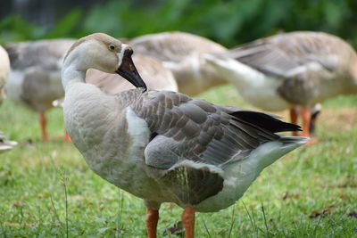 Close-up of birds flying over land