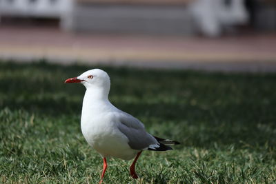 Close-up of seagull perching on a field