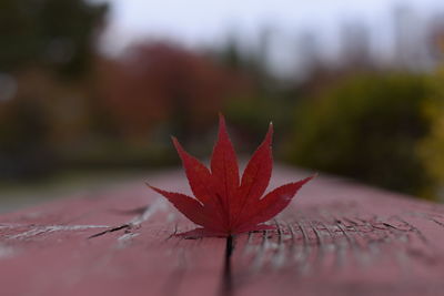 Close-up of red maple leaves against blurred background