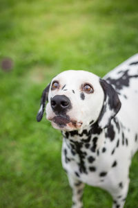 Portrait of dog on field