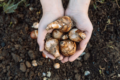 Hands holding daffodil bulbs before planting in the ground